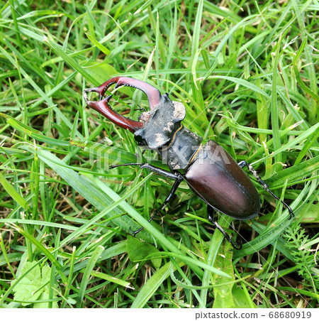 Male stag beetle with long and sharp jaws in wild 68680919