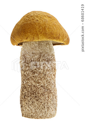 Orange birch boletus isolated Orange birch boletus isolated 68681419