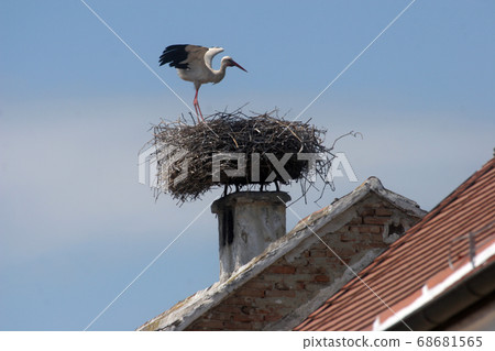 Stork in its nest Stork in its nest 68681565