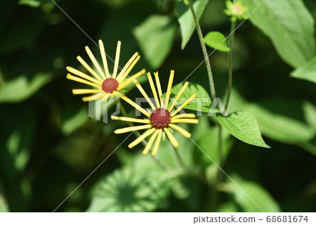Rudbeckia "Henry Eilers" Rudbeckia "Henry Eilers" 68681674