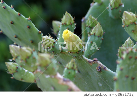 Opuntia flower Opuntia flower 68681732