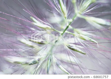 狼尾草 狼尾草 68681757