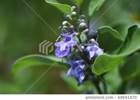 花之花 花之花 68681879