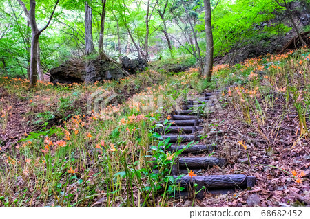 山間小道和狐狸剃刀社區 68682452