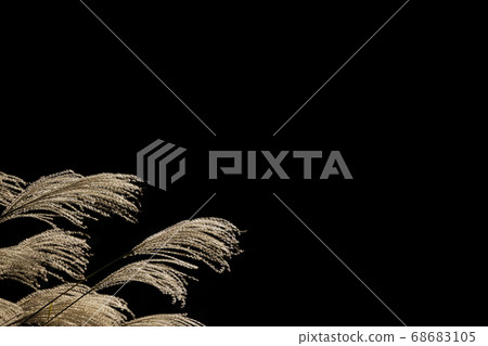 Susuki fluttering in the wind. Sparkling autumn meadow. Black background 68683105
