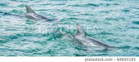 Two dolphins swimming in blue ocean water in Key West, Florida, USA travel banner panorama Two dolphins swimming in blue ocean water in Key West, Florida, USA travel banner panorama 68683185