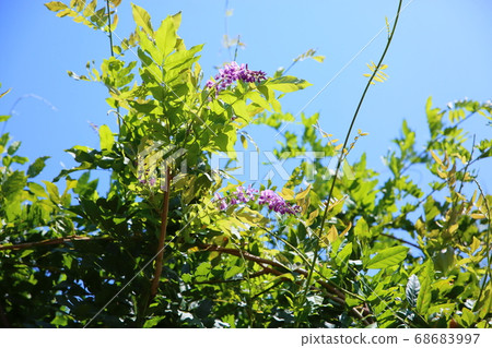 夏天富士花 夏天富士花 68683997