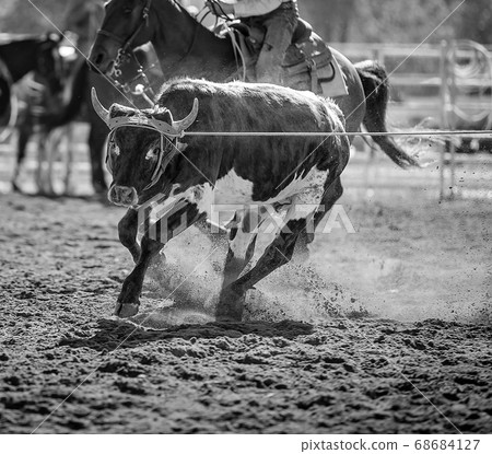 Calf Roping At A Country Rodeo 68684127