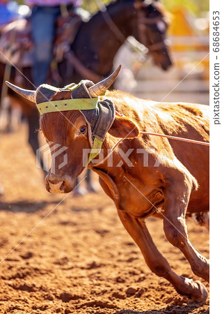 Calf Roping At A Country Rodeo Calf Roping At A Country Rodeo 68684653