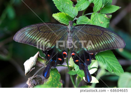 Miyama crow bean jelly 68684685