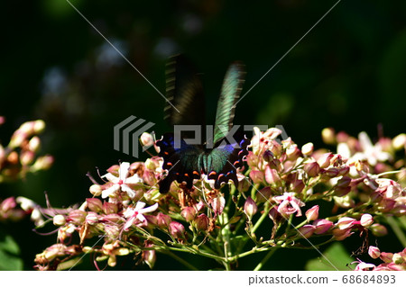 燕尾蝴蝶吮吸野兔花的花蜜 燕尾蝴蝶吮吸野兔花的花蜜 68684893