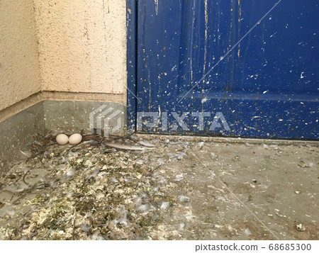 A pigeon egg in front of the entrance to a vacant municipal housing complex. A pigeon egg in front of the entrance to a vacant municipal housing complex. 68685300