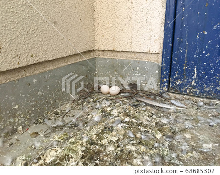 在一個空房子的市政住宅區入口前的鴿子蛋 在一個空房子的市政住宅區入口前的鴿子蛋 68685302
