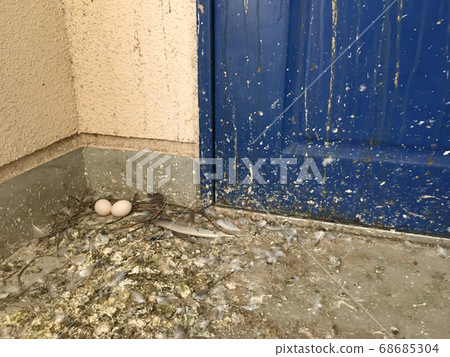 A pigeon egg in front of the entrance to a vacant municipal housing complex. A pigeon egg in front of the entrance to a vacant municipal housing complex. 68685304