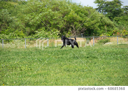Dog running around Dog running around 68685368