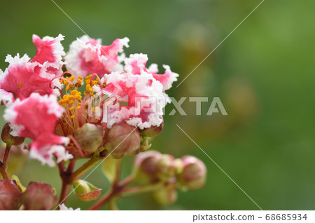 Crape myrtle flowers have cute red and white ruffled petals Crape myrtle flowers have cute red and white ruffled petals 68685934