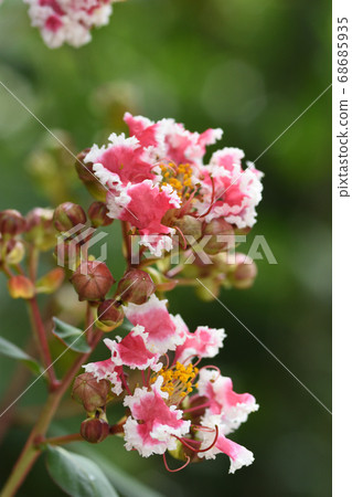 紫薇花,有可愛的紅色和白色褶邊狀花瓣 紫薇花,有可愛的紅色和白色褶邊狀花瓣 68685935