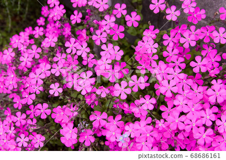 Cherry tree 68686161