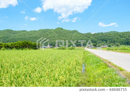 Rural landscape in summer 68686735