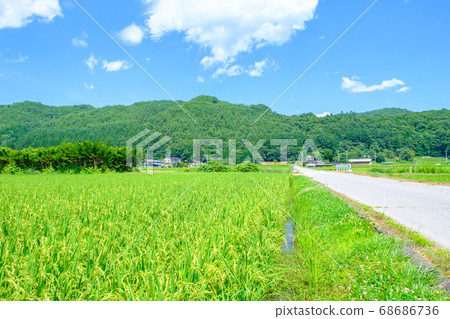 Rural landscape in summer 68686736