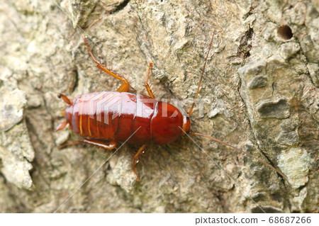 Creatures Insect black cockroaches and old-aged larvae. It is a representative of unsanitary and unpleasant pests, but is active outdoors Creatures Insect black cockroaches and old-aged larvae. It is a representative of unsanitary and unpleasant pests, but is active outdoors 68687266