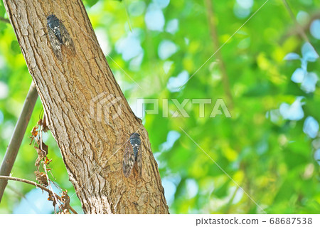 Abra Zemi catching trees 68687538