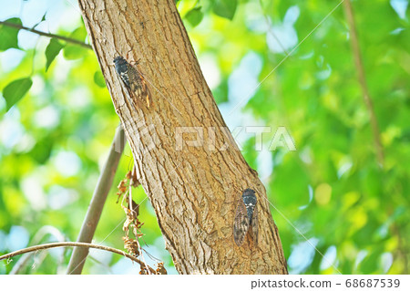 Abra Zemi catching trees Abra Zemi catching trees 68687539