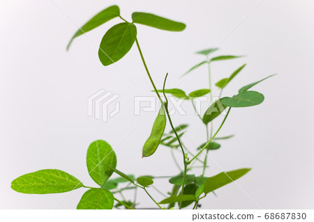 Young edamame Young edamame 68687830