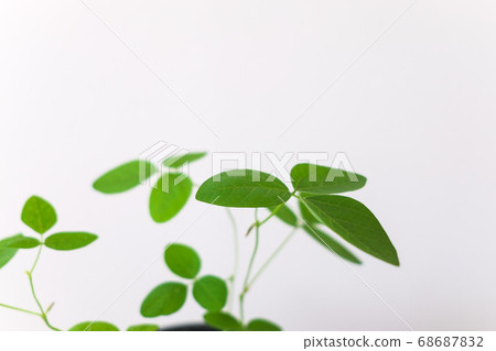 Edamame bean leaves 68687832