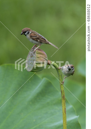 Two sparrows playing with lotus flowers Two sparrows playing with lotus flowers 68688012