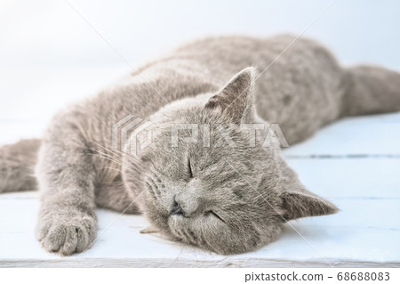 british shorthair cat lying on a window 68688083