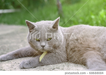cute british shorthair cat lying on a pavement 68688084