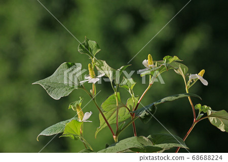 plant, vegetative, bloom 68688224