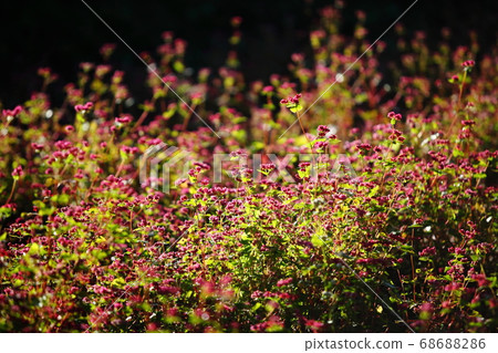 明日香歷史公園的紅蕎麥花 明日香歷史公園的紅蕎麥花 68688286