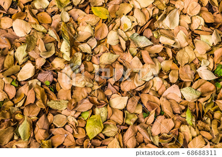 Fallen leaves 68688311