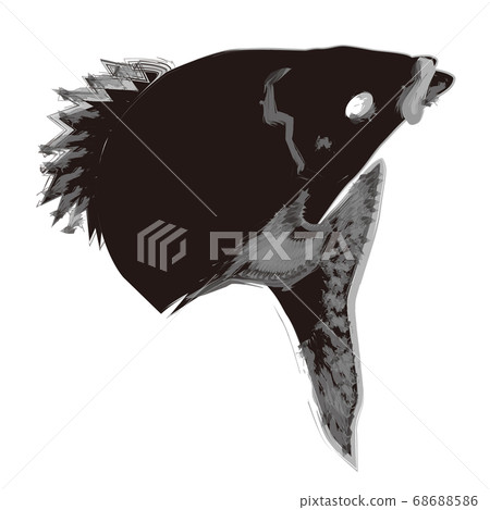 鯛魚水墨風格插畫 鯛魚水墨風格插畫 68688586