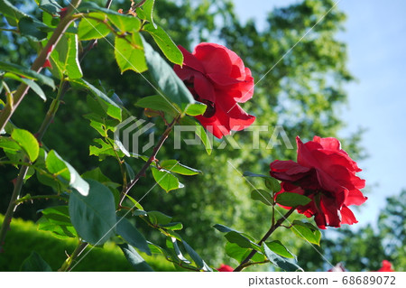 Rose with fresh green 68689072