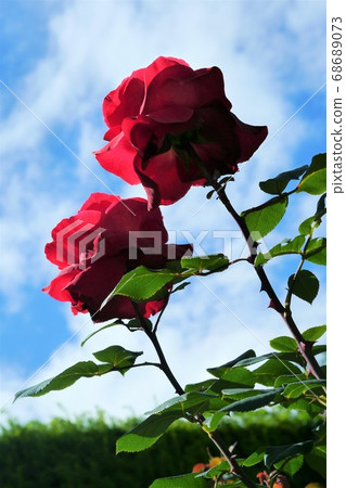 藍天和玫瑰 68689073