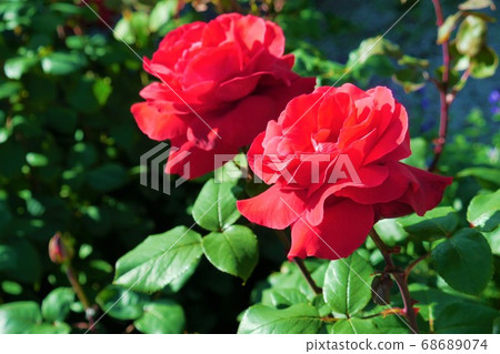從側面看玫瑰 68689074