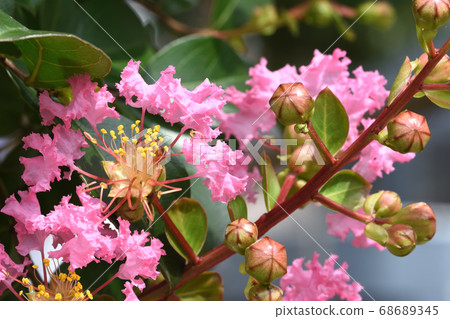 Crape myrtle flowers with lovely frill-like petals 68689345