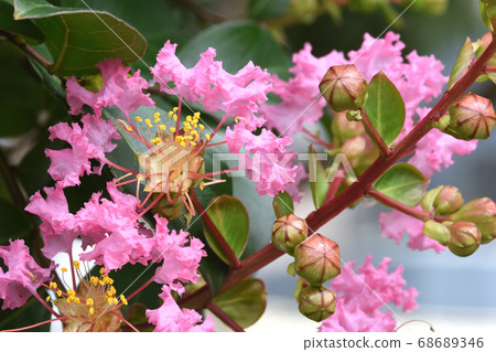 Crape myrtle flowers with lovely frill-like petals 68689346