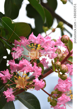 Crape myrtle flowers with lovely frill-like petals Crape myrtle flowers with lovely frill-like petals 68689351
