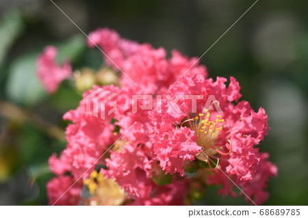 Crape myrtle flowers with lovely frill-like petals 68689785