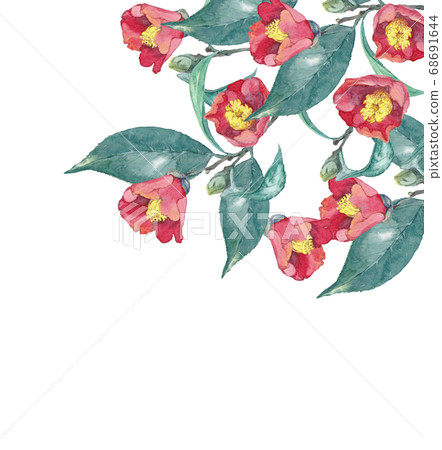 茶花水彩 68691644