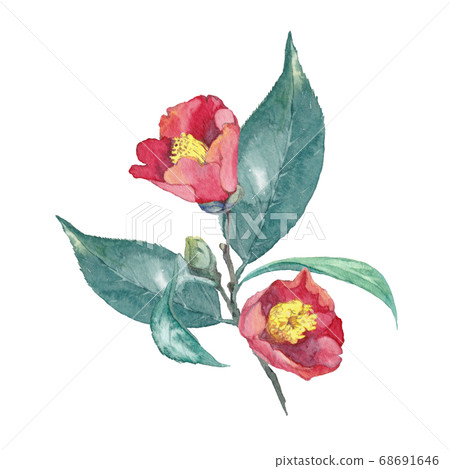 Camellia watercolor 68691646