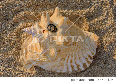 Two black rings lie on the hermit shells in the 68692186