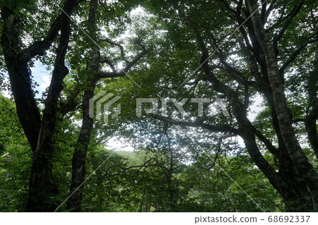 Mount Arashima Beech forest on the Katsuhara course trail Mount Arashima Beech forest on the Katsuhara course trail 68692337