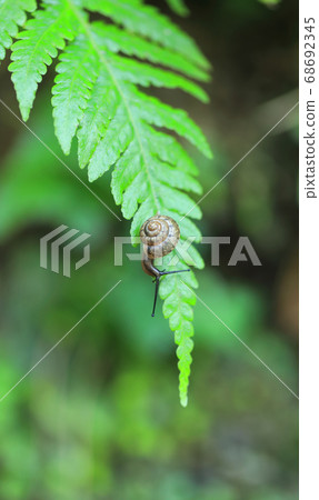Snail on fern Snail on fern 68692345