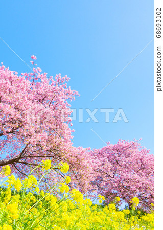 Kawazu cherry blossoms in Shimogamo, Minamiizu-cho 68693102