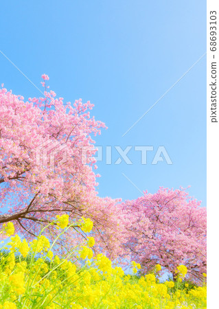 Kawazu Sakura in Shimogamo, Minamiizu-cho (soft focus) 68693103